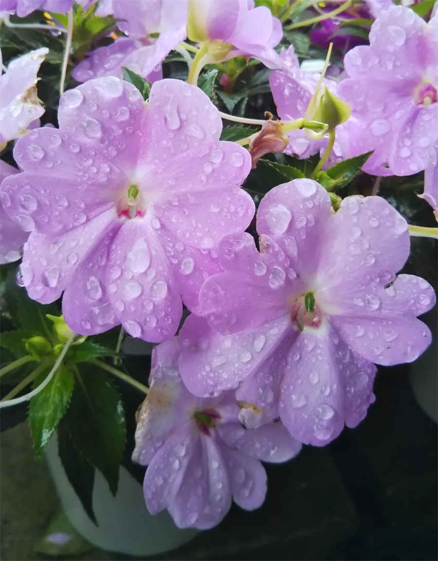 宇智波斑复活是哪一集,秽土斑复活是哪一集 宇智波斑复活是哪一集,秽土斑复活是哪一集