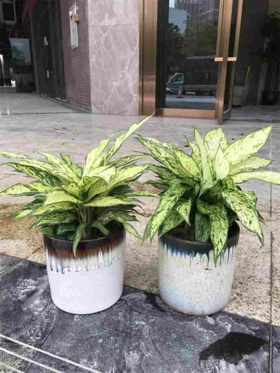 西洋参的5种常用吃法中药材使用方法中药材的正确吃法 西洋参的用法 西洋参的5种常用吃法中药材使用方法中药材的正确吃法 西洋参的用法