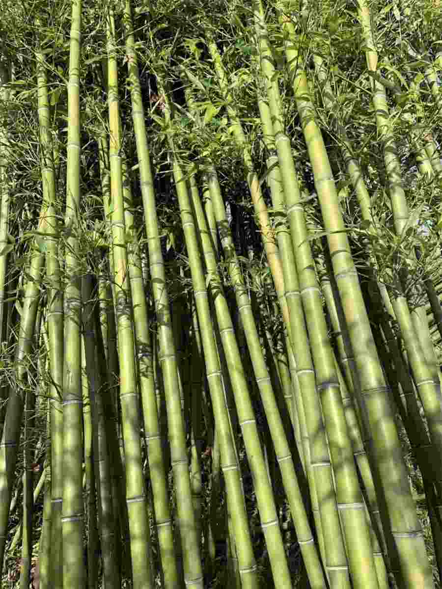 肉苁蓉怎么吃正确?一天吃多少?中药材使用方法中药材的正确吃法 肉苁蓉的常用量是多少 肉苁蓉怎么吃正确?一天吃多少?中药材使用方法中药材的正确吃法 肉苁蓉的常用量是多少