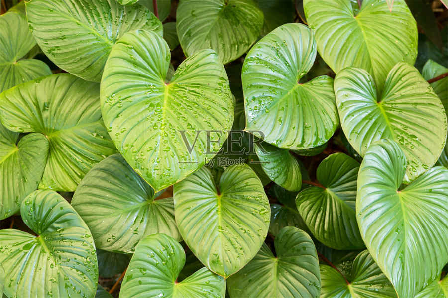 薏米茶的功效与作用(红豆薏米茶不适合什么人喝) 薏米茶的功效与作用(红豆薏米茶不适合什么人喝)
