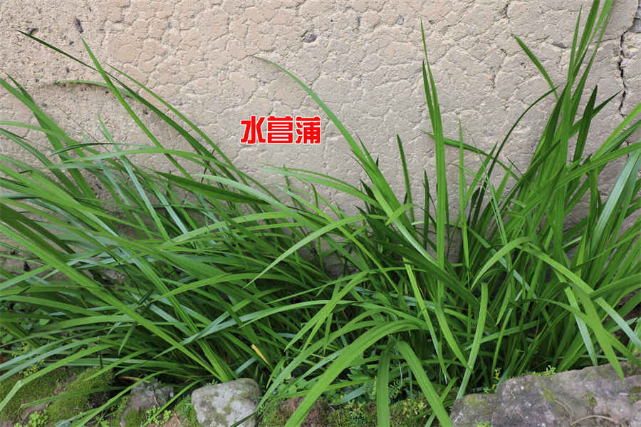 天生面带桃花的四个脸部特征,一起看看免费测桃花运网的分享 面带桃花的女人好不好 天生面带桃花的四个脸部特征,一起看看免费测桃花运网的分享 面带桃花的女人好不好
