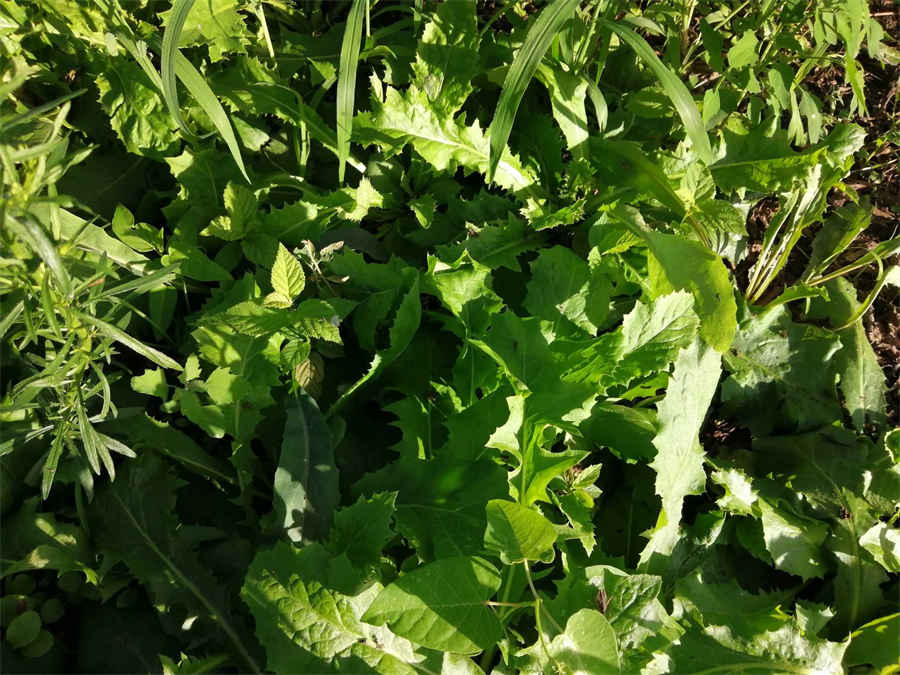 灵芝怎么吃才好?教你灵芝的食用方法及吃法中药材使用方法中药材的正确吃法 灵芝怎么吃才好?教你灵芝的食用方法及吃法中药材使用方法中药材的正确吃法