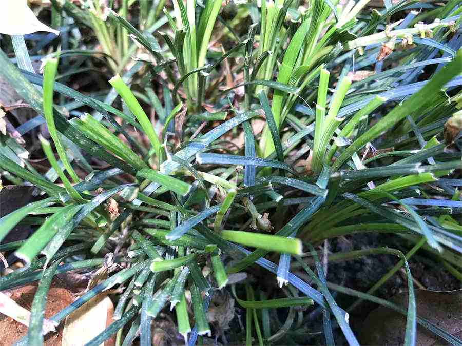满江红 红叶草 满江红 红叶草