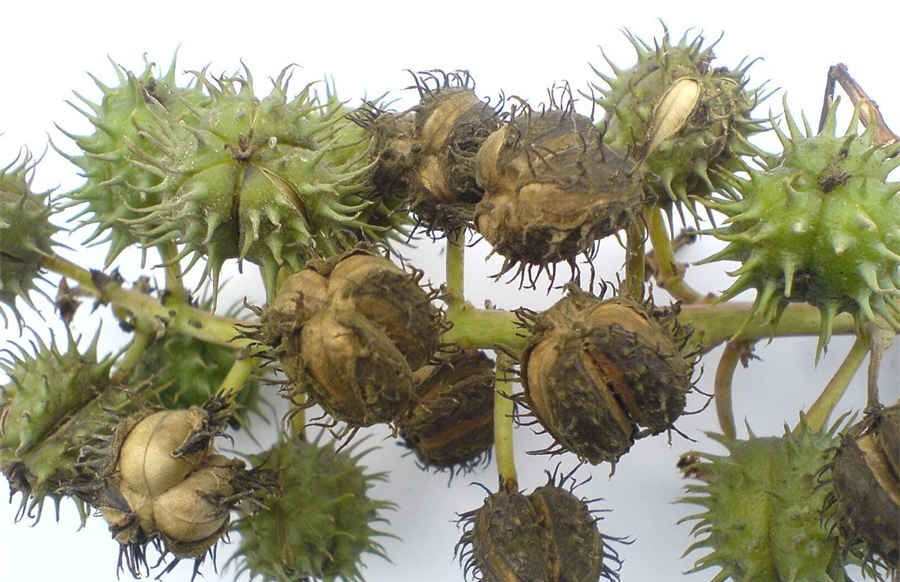 篮球如何挑篮 篮球如何挑选 篮球如何挑篮 篮球如何挑选