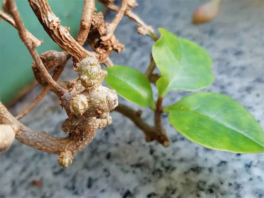 熟普洱茶功效作用 熟普洱茶是凉性还是温性(熟普洱是温性茶吗) 熟普洱茶保质期一般多长时间 熟普洱茶功效作用 熟普洱茶是凉性还是温性(熟普洱是温性茶吗) 熟普洱茶保质期一般多长时间