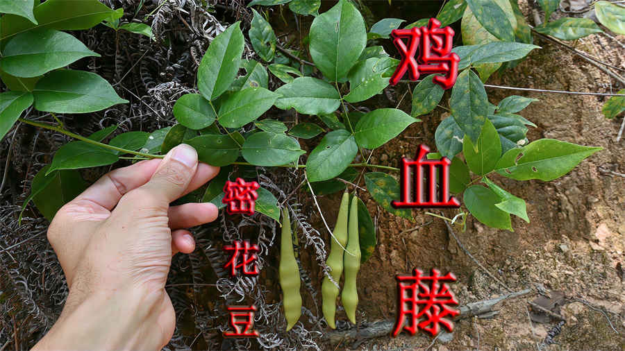 牛乳(《本草经集注》) 牛乳草别名 牛乳(《本草经集注》) 牛乳草别名