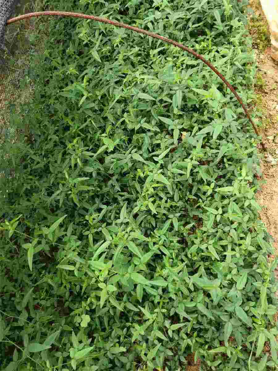腊八蒜烧带鱼的做法家常做法怎么做好吃热量卡路里 腊八蒜烧带鱼的做法家常做法怎么做好吃热量卡路里