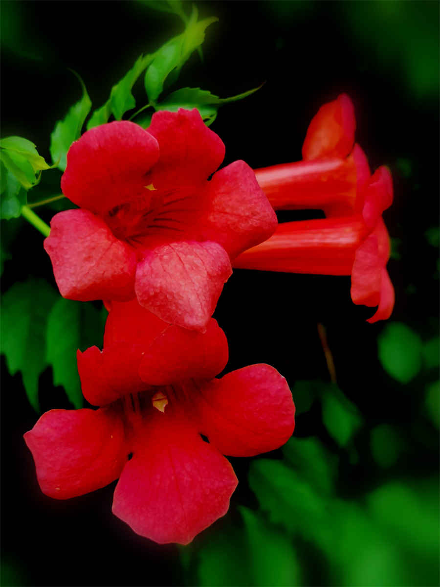 柳花 柳花是什么季节的 柳花 柳花是什么季节的