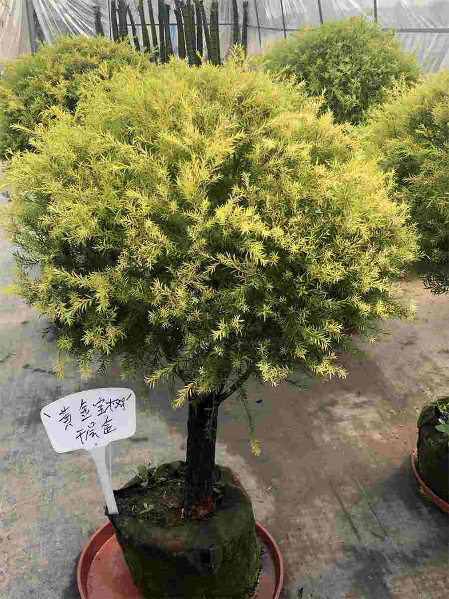 常见差错校验码的编码规则及检错纠错能力?(差错检测编码) 常见差错校验码的编码规则及检错纠错能力?(差错检测编码)