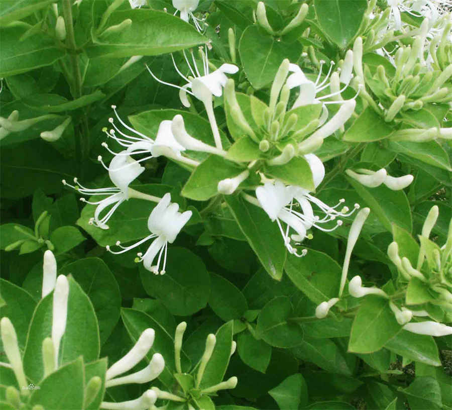 东北红豆杉 红豆杉科 东北红豆杉 红豆杉科