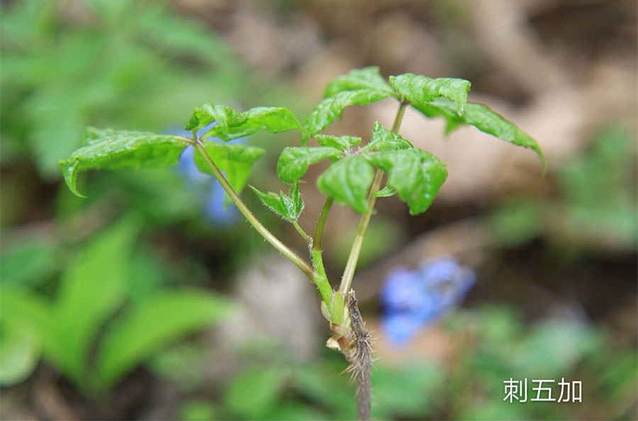 梅花点舌丸 梅花点舌丸为什么下架 梅花点舌丸 梅花点舌丸为什么下架
