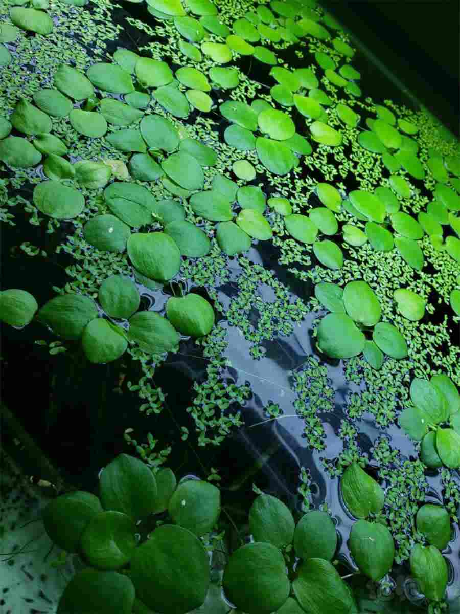 梦见参加别人的婚礼是什么预兆,梦到参加别人的婚礼好不好 梦见参加别人的婚礼是什么预兆,梦到参加别人的婚礼好不好