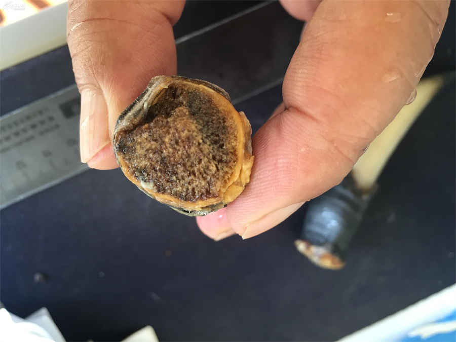 土茯苓白色的好还是红色的好中药材真假好坏鉴别方法 土茯苓白色的好还是红色的好中药材真假好坏鉴别方法