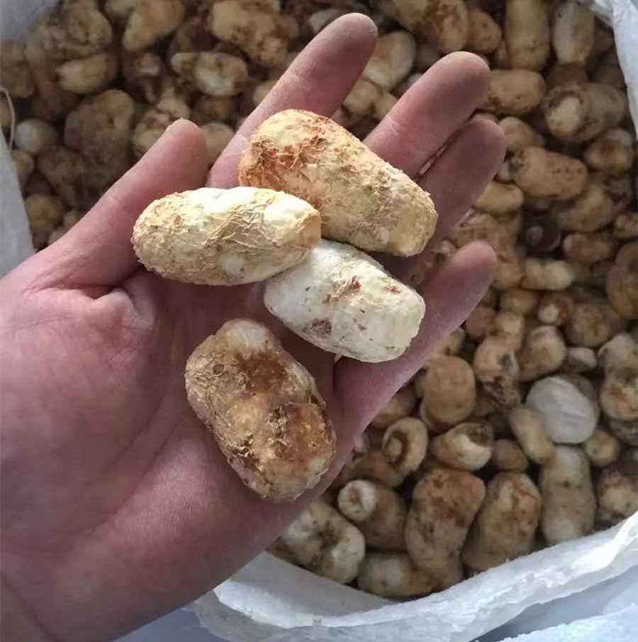 青椒炒杏鲍菇的做法家常做法怎么做好吃热量卡路里 青椒炒杏鲍菇的做法家常做法怎么做好吃热量卡路里