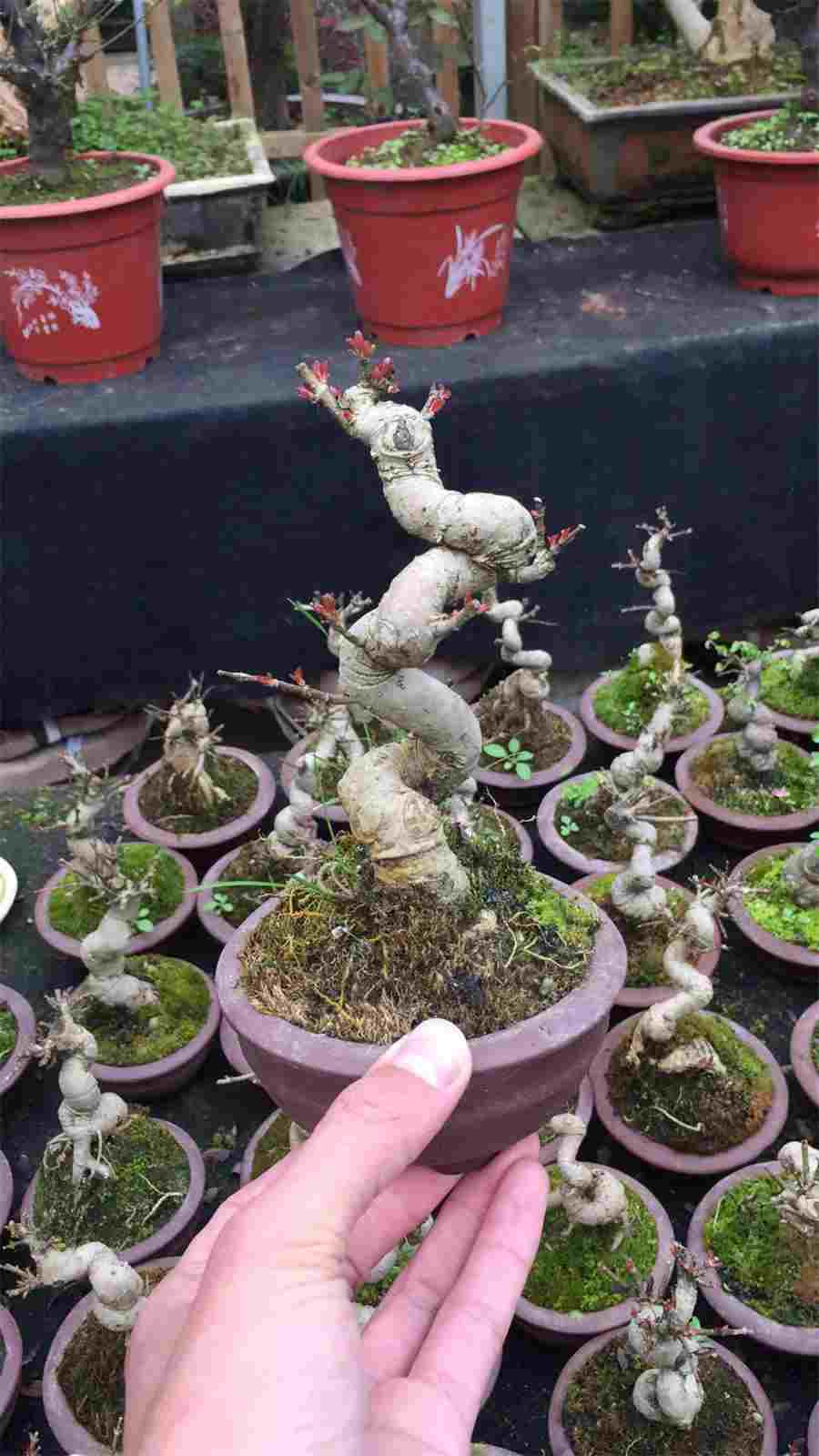 灵芝孢子粉是凉性还是热性?中药材知识 桑黄灵芝是热性还是凉性 灵芝孢子粉是凉性还是热性?中药材知识 桑黄灵芝是热性还是凉性