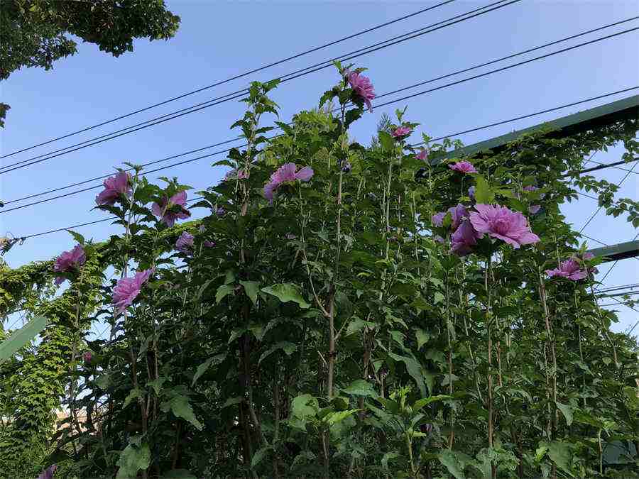 聚星障 聚星障西医病名 聚星障 聚星障西医病名