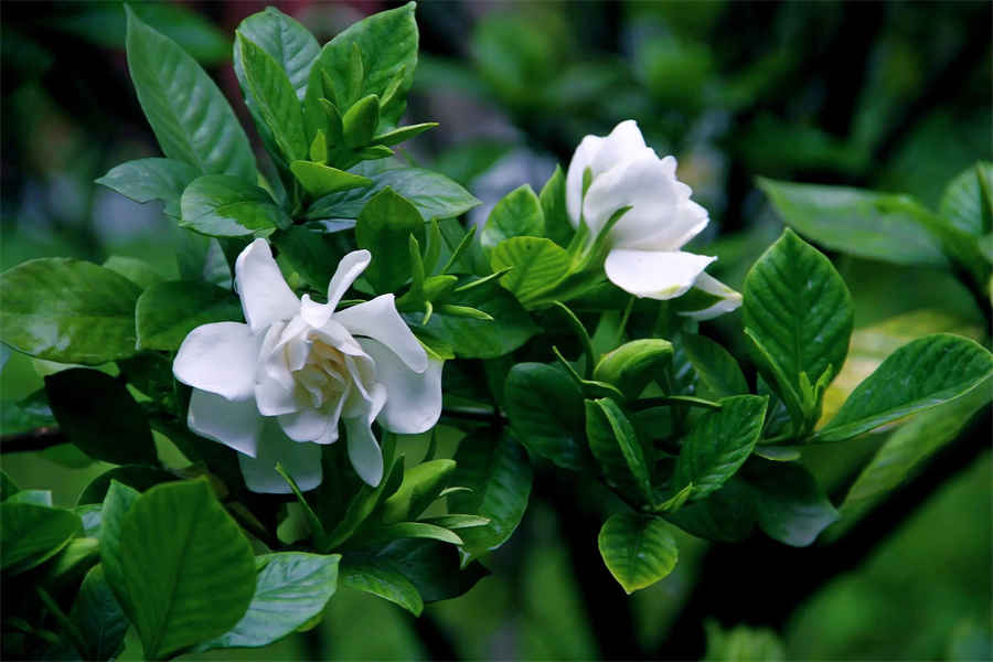 芳香通窍杭白芷 杭白芷 芳香通窍杭白芷 杭白芷