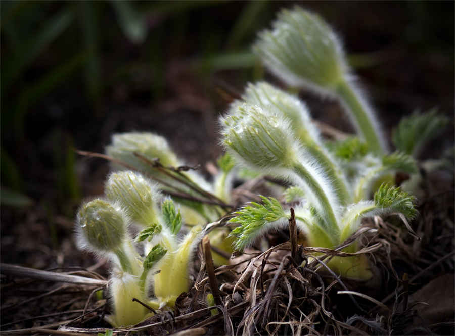 第一节 杂环化合物(当前章节内容组合) 第一节 杂环化合物(当前章节内容组合)