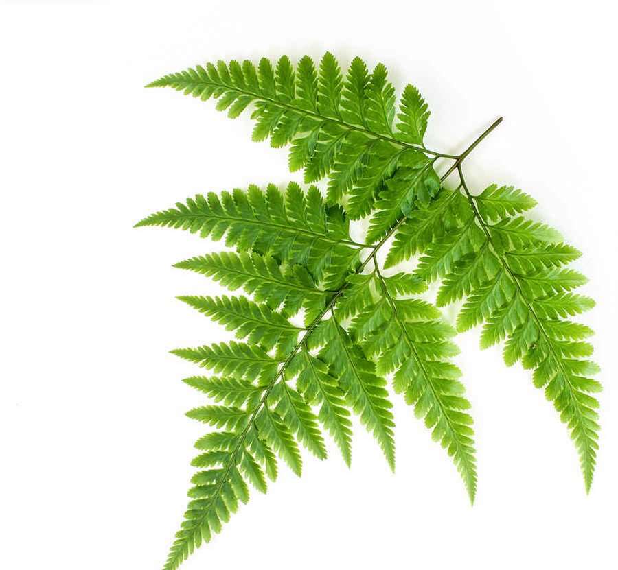 人参的功效与作用吃法中药材功效大全 人参的功效与作用中华康网 人参的功效与作用吃法中药材功效大全 人参的功效与作用中华康网