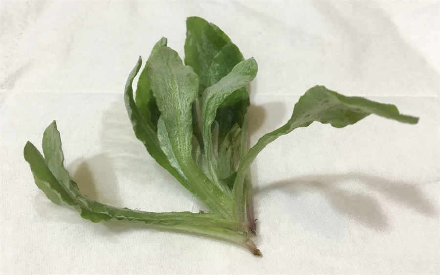 茶金的功效和作用是什么(黄金茶的功效与作用) 茶金的功效和作用是什么(黄金茶的功效与作用)