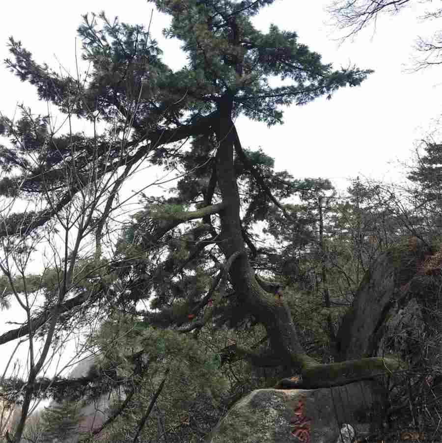 原神时与风任务如何触发(通关必备时与风隐藏任务详细攻略) 原神时与风任务如何触发(通关必备时与风隐藏任务详细攻略)