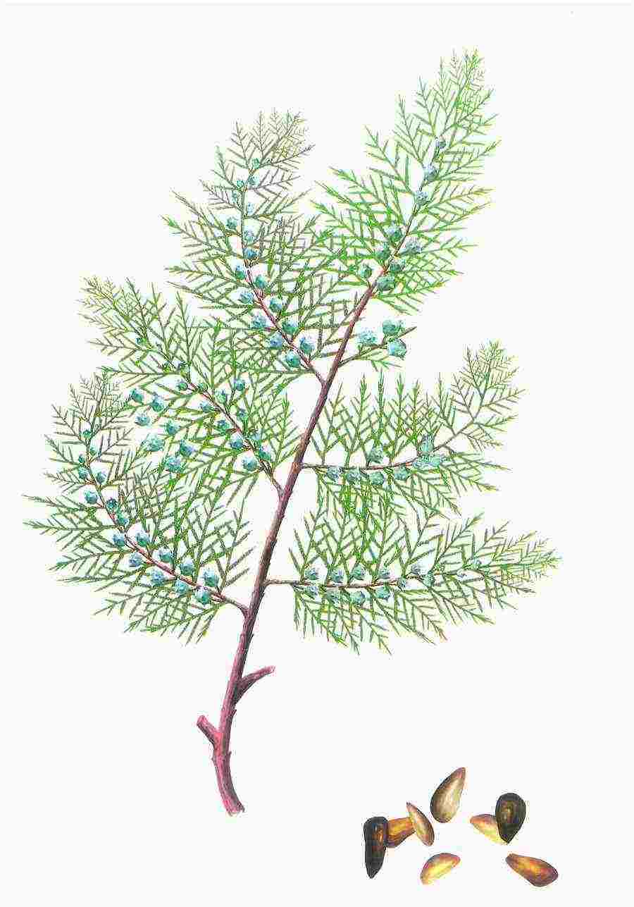 白芍汤 白芍汤 白芍汤 白芍汤