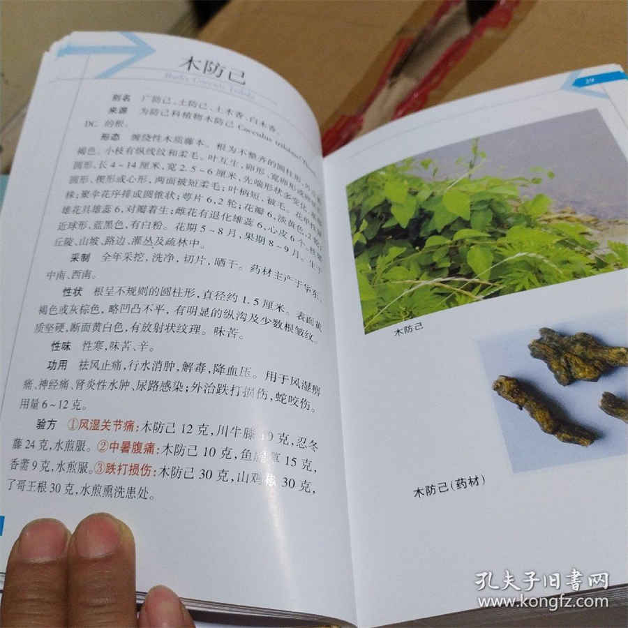 小猫肚子很硬很大(小猫肚子有一块有点硬) 小猫肚子很硬很大(小猫肚子有一块有点硬)