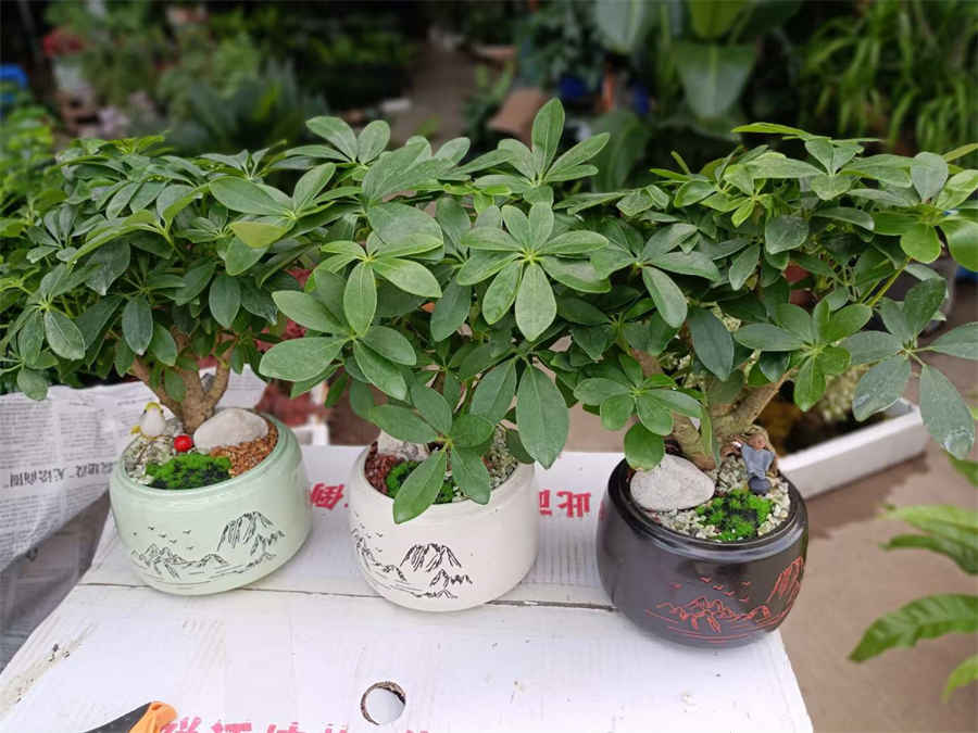 铁皮石斛怎么吃好?一天用量吃多少?中药材使用方法中药材的正确吃法 铁皮石斛怎么吃好?一天用量吃多少?中药材使用方法中药材的正确吃法