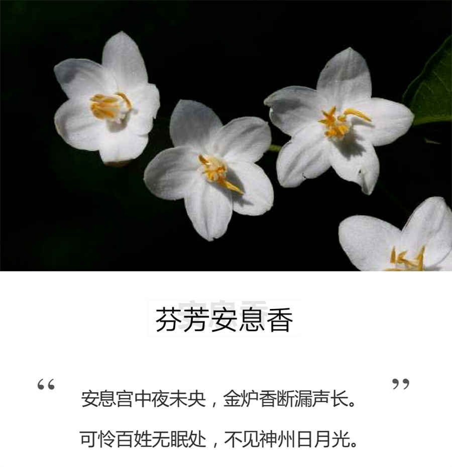 舌衄 孔小如 舌衄 孔小如