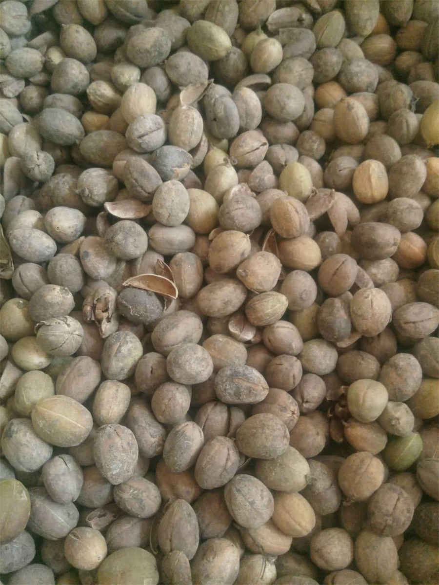 菖蒲 菖蒲叶 菖蒲 菖蒲叶