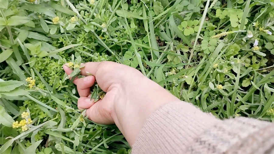金针肥牛的做法家常做法怎么做好吃热量卡路里 金针肥牛的做法家常做法怎么做好吃热量卡路里
