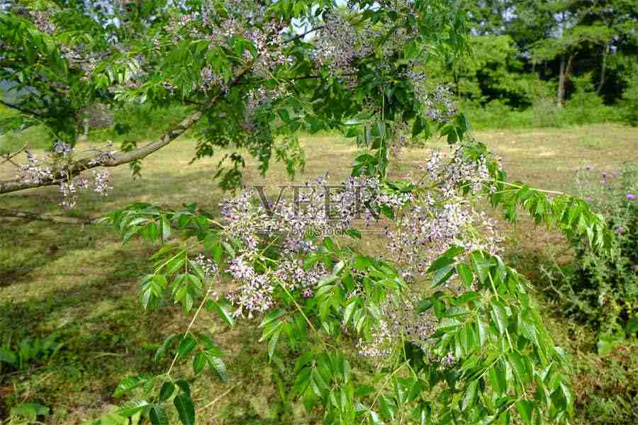 棣棠花 棣棠花和木香花的区别 棣棠花 棣棠花和木香花的区别
