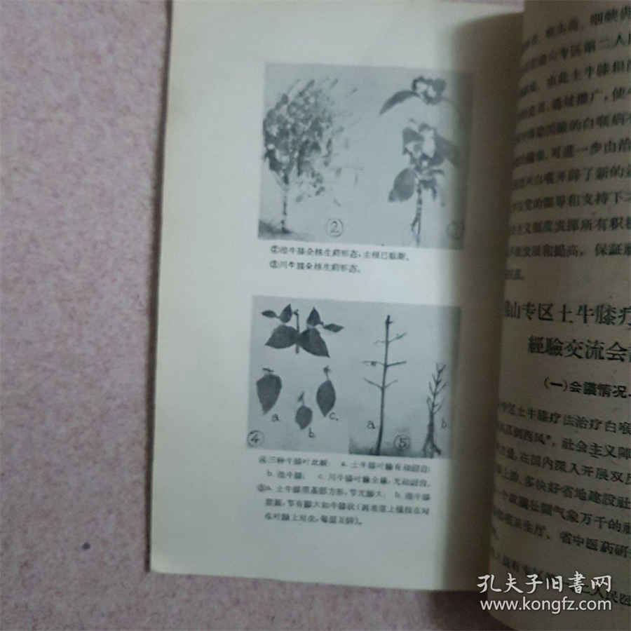 白喉 白喉 白喉 白喉