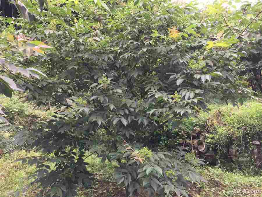 土茯苓和白土苓一样吗中药材知识 白土苓和土茯苓是一种药吗 土茯苓和白土苓一样吗中药材知识 白土苓和土茯苓是一种药吗