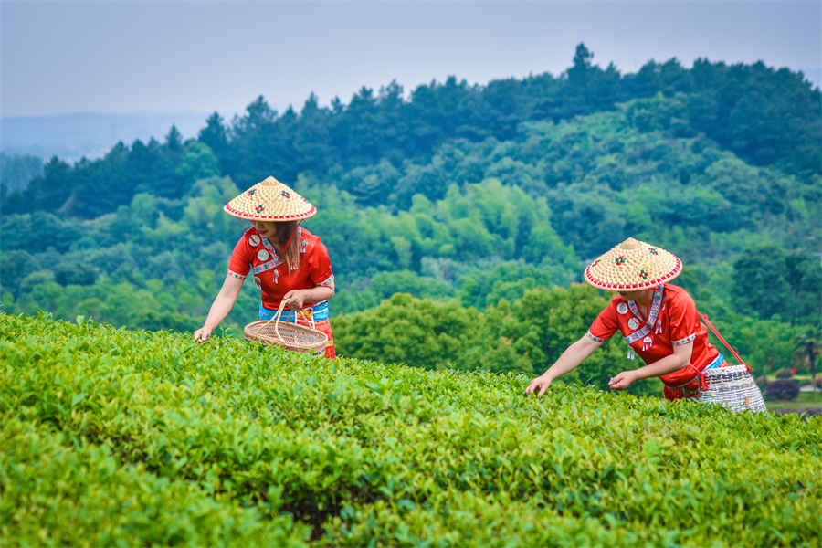 油焖茄子的家常做法 茄子的做法 家常 油焖茄子的家常做法 茄子的做法 家常
