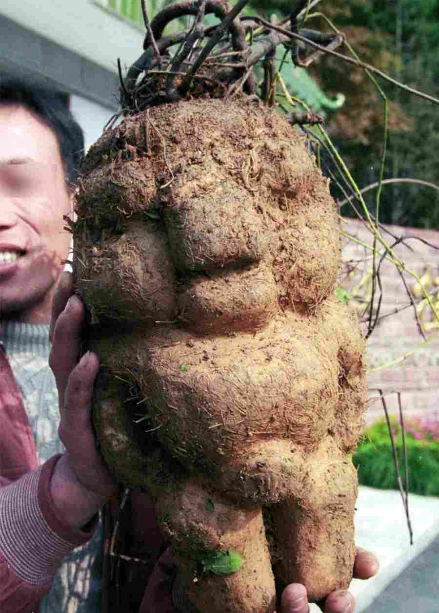 鱵鱼 鱵鱼是淡水鱼吗 鱵鱼 鱵鱼是淡水鱼吗