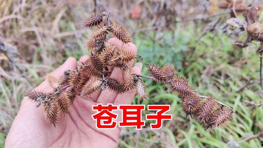 鸡蛋煎馒头的做法家常做法怎么做好吃热量卡路里 鸡蛋煎馒头窍门 鸡蛋煎馒头的做法家常做法怎么做好吃热量卡路里 鸡蛋煎馒头窍门
