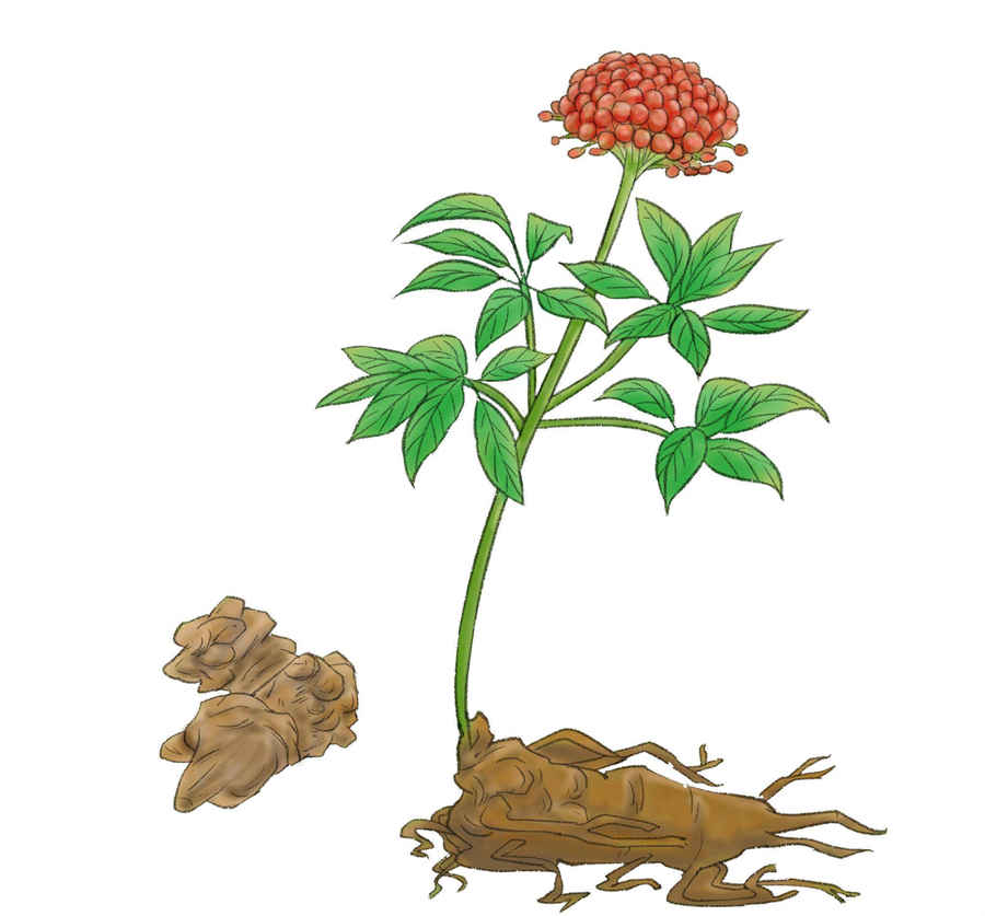 葛根的功效与作用及营养价值中药材功效大全 葛根的功效与作用及营养价值中药材功效大全