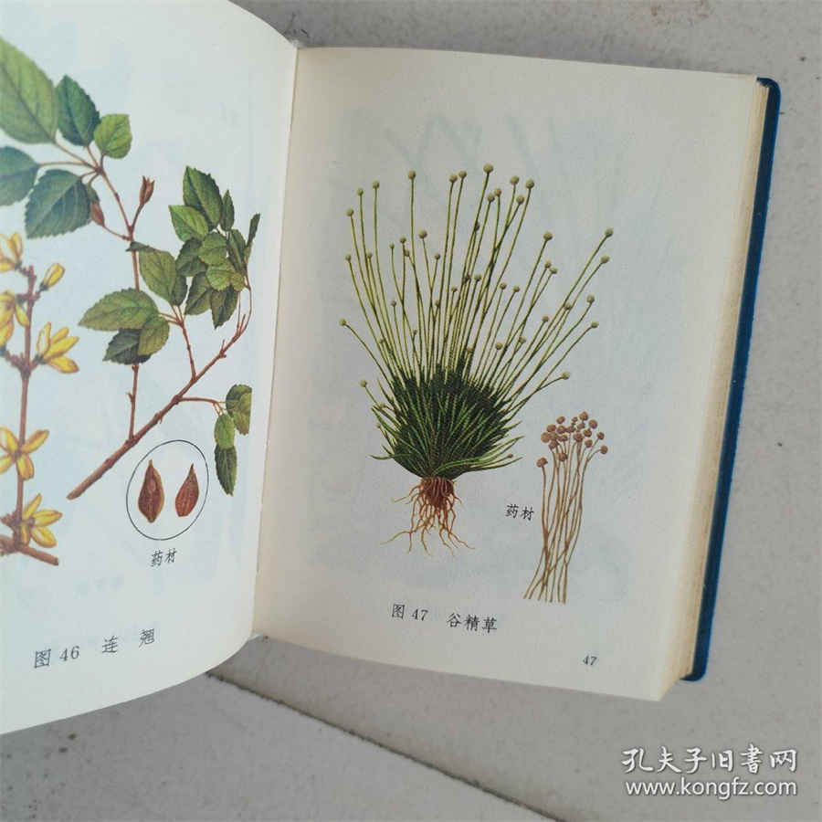 (一)肩膊部(左右凡二十六穴) 左右肩肘疼是什么原因 (一)肩膊部(左右凡二十六穴) 左右肩肘疼是什么原因