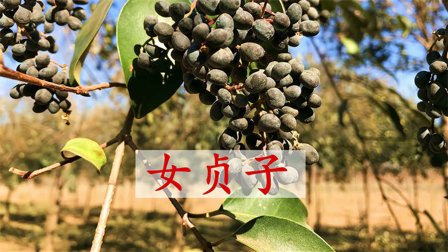 季胁 季胁名词解释 季肋 季胁 季胁名词解释 季肋