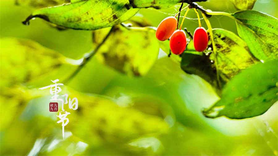 长白山人参药效中药材功效大全 长白山人参药效中药材功效大全