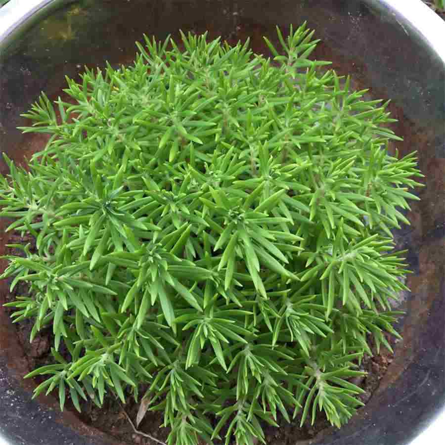 黄芪的功效与作用及吃法中药材功效大全 黄芪的功效与作用及吃法中药材功效大全及禁忌 黄芪的功效与作用及吃法中药材功效大全 黄芪的功效与作用及吃法中药材功效大全及禁忌