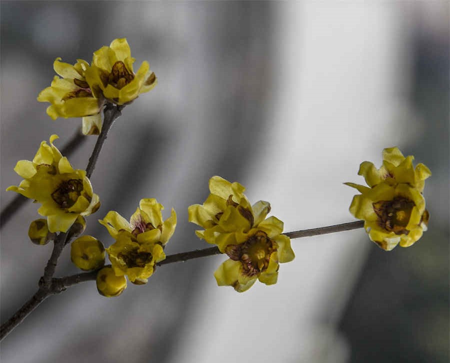 藜芦 藜芦怎么读 藜芦 藜芦怎么读