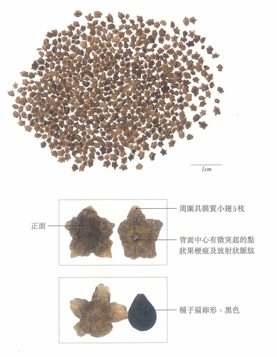 藏红花泡水喝的十大功效与作用详解中药材功效大全 藏红花泡水喝的功效与作用及禁忌百度 藏红花泡水喝的十大功效与作用详解中药材功效大全 藏红花泡水喝的功效与作用及禁忌百度