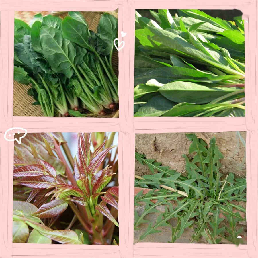 小飞蓬 小飞蓬草用什么除草剂根除 小飞蓬 小飞蓬草用什么除草剂根除