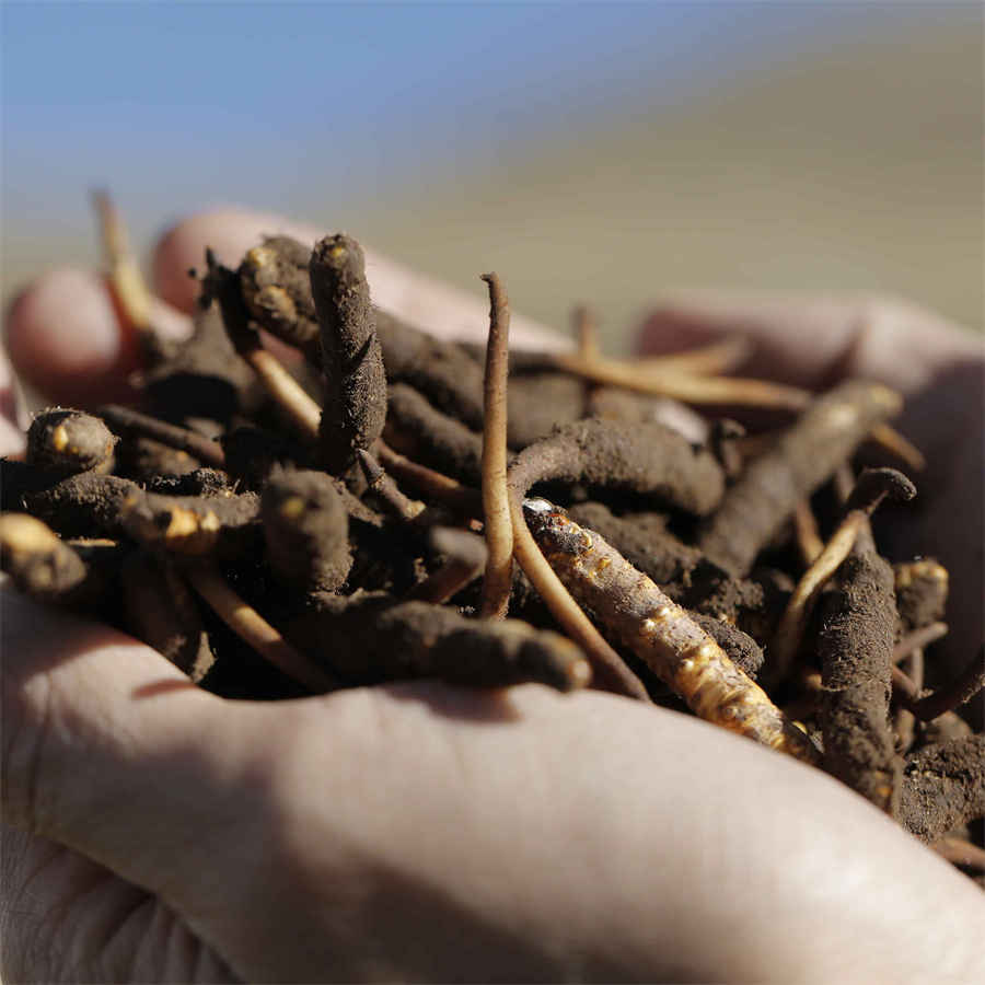 和泉紫音为什么没复活