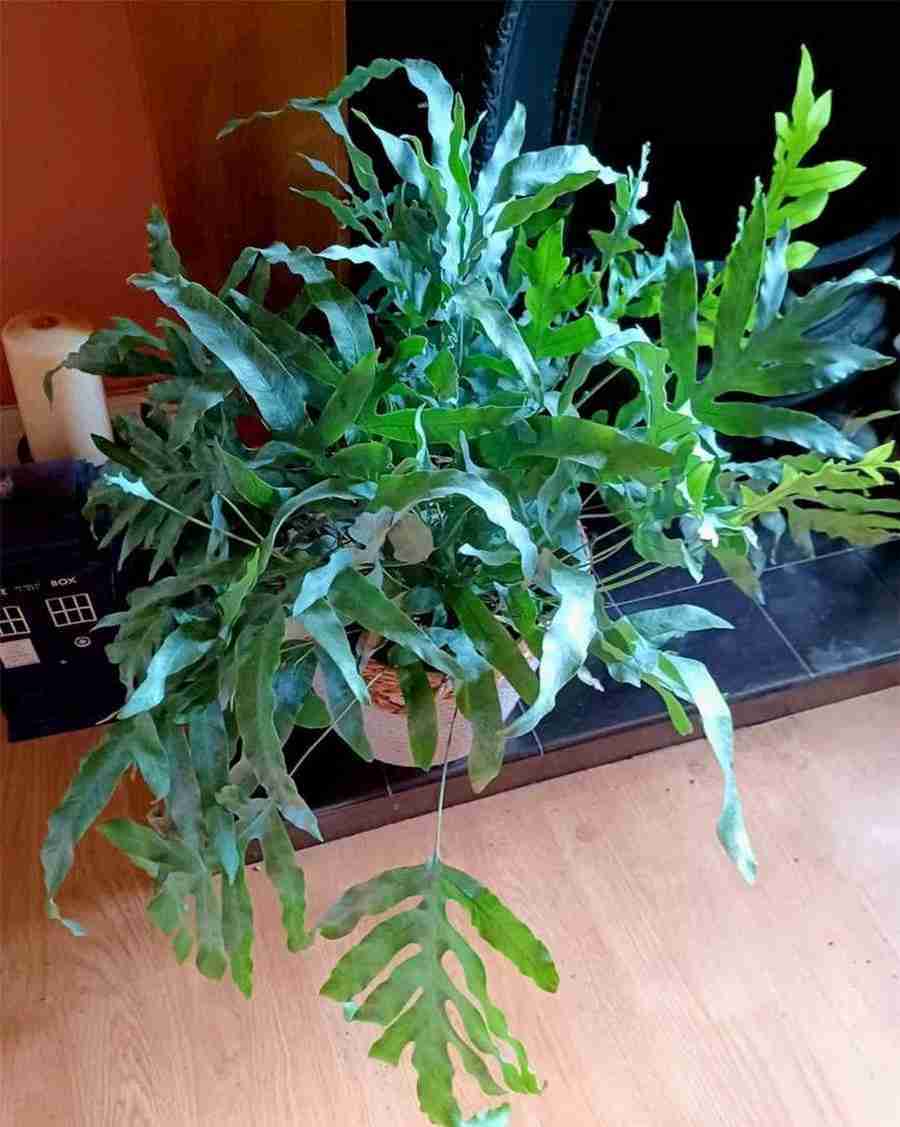 石斛汤的功效与作用及禁忌中药材功效大全 石斛汤有什么功效和作用 石斛汤的功效与作用及禁忌中药材功效大全 石斛汤有什么功效和作用