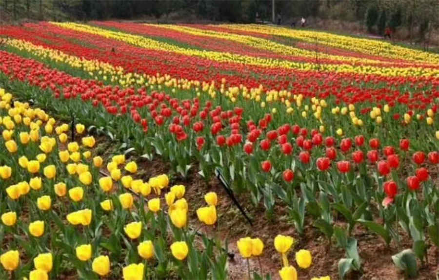 水栀 水栀子花的养殖方法和注意事项 水栀 水栀子花的养殖方法和注意事项