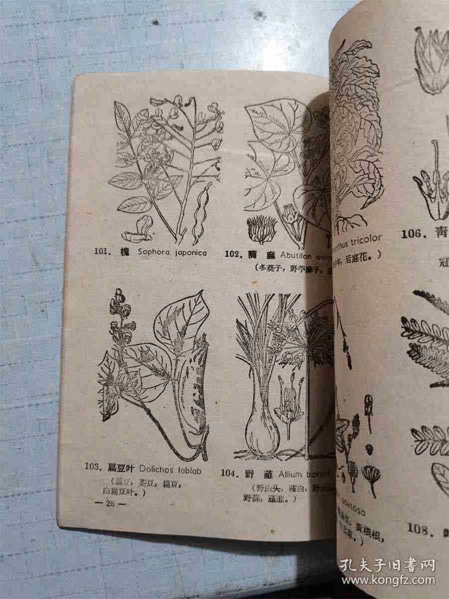 第二节 人体染色体畸变(当前章节内容组合) 第二节 人体染色体畸变(当前章节内容组合)