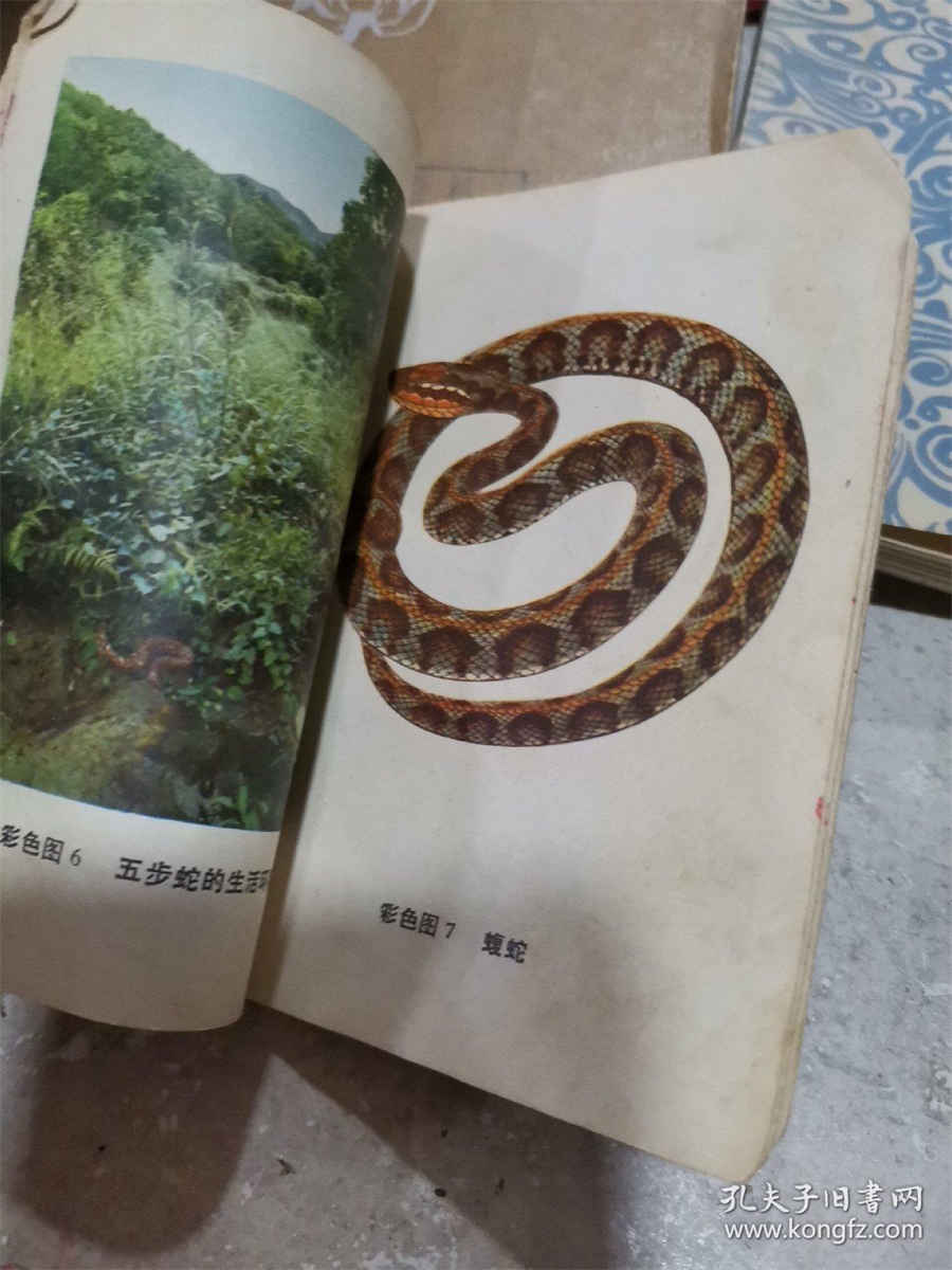 缓急止痛芍药配甘草 缓急止痛 缓急止痛芍药配甘草 缓急止痛